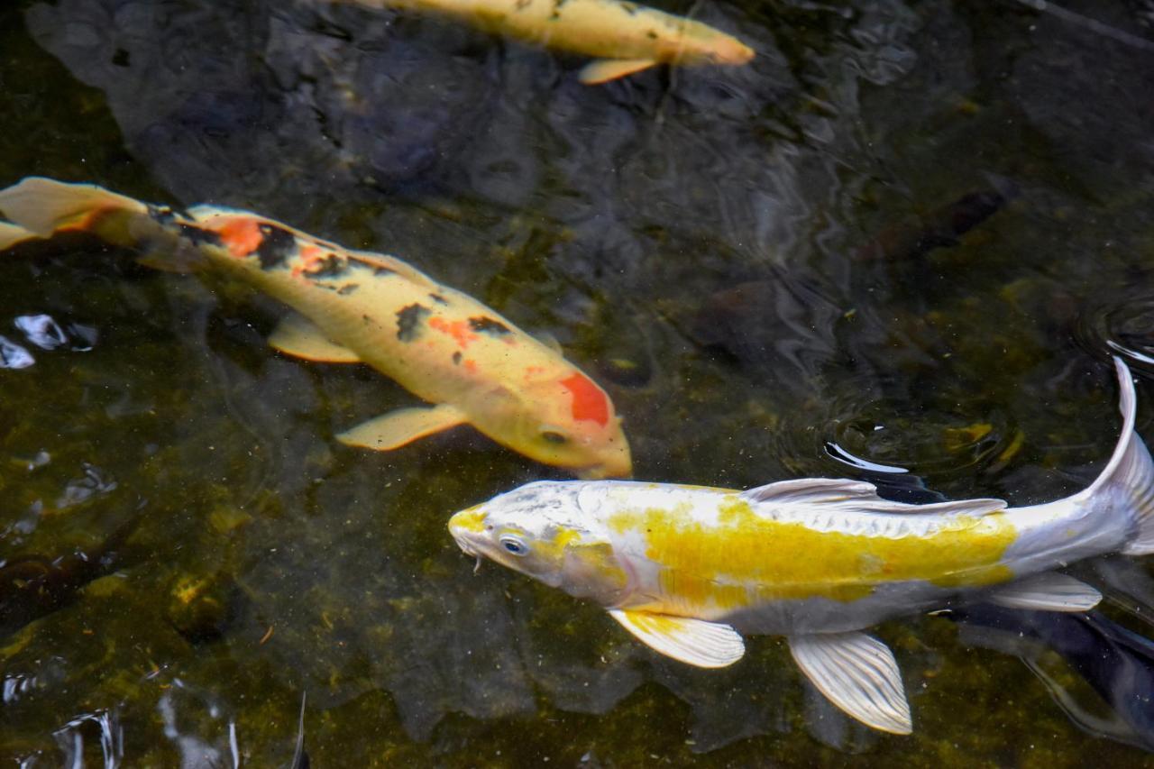 Kappo Ryokan Suimeisou Noda  Zewnętrze zdjęcie